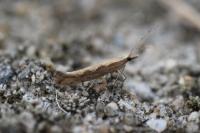 Plutella xylostella