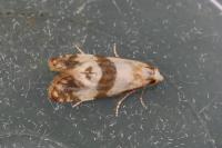 Phalonidia contractana