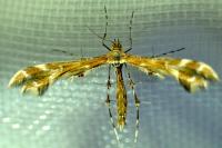 Oxyptilus