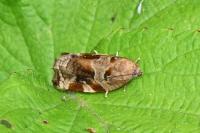 Archips xylosteana