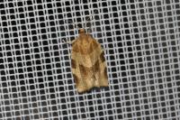Choristoneura hebenstreitella