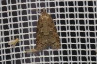 Cnephasia