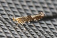 Argyresthia spinosella