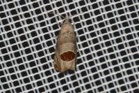 Notocelia uddmanniana