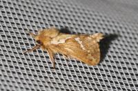 Korscheltellus lupulinus