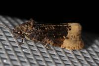 Hedya ochroleucana