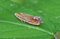 Lathronympha strigana