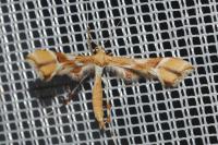 Cnaemidophorus rhododactylus