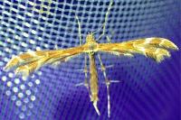 Oxyptilus