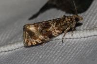 Celypha cespitana