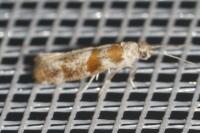 Cedestis gysseleniella