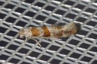 Cedestis gysseleniella