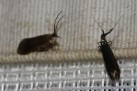Coleophora