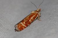 Rhyacionia buoliana