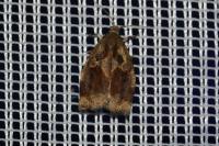 Archips crataegana