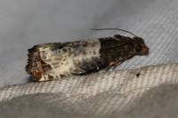 Notocelia roborana
