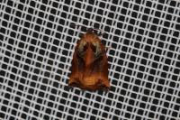 Archips podana