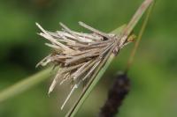 Ptilocephala albida