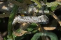 Cochylimorpha elongana