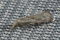 Cochylimorpha elongana