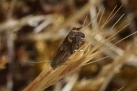 Eucosma aspidiscana