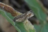 Eucosma aspidiscana