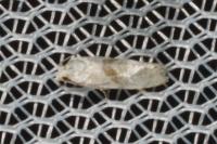 Cochylidia implicitana