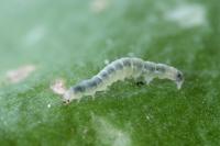 Ethmia quadrillella