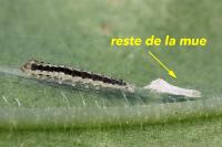 Ethmia quadrillella