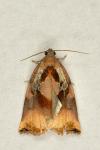 Archips podana