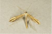 Emmelina monodactyla