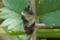 Acleris variegana
