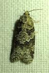 Cnephasia