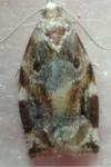 Archips xylosteana