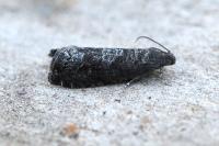 Grapholita funebrana