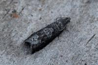 Grapholita funebrana
