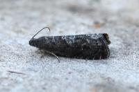 Grapholita funebrana
