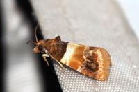 Epinotia festivana