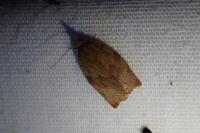 Pandemis heparana