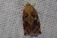 Archips xylosteana