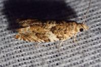 Epinotia abbreviana