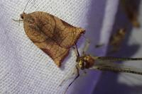 Archips podana