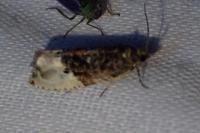 Hedya nubiferana