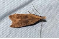 Dichomeris derasella