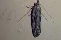 Anarsia innoxiella