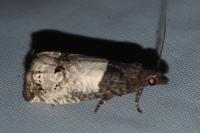 Notocelia roborana
