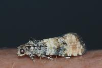 Piniphila bifasciana