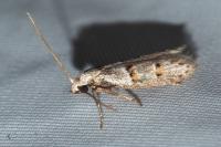 Symmocoides oxybiella