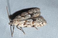 Symmoca signatella
