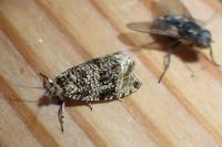 Celypha lacunana